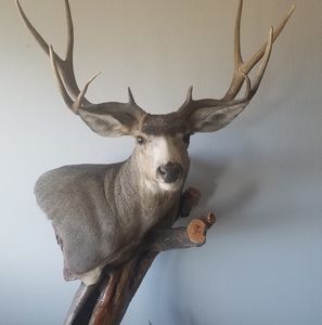 Meet your Posher, Dean